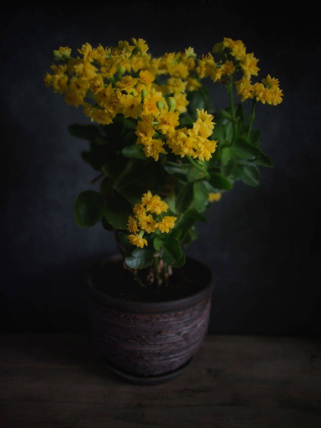 , Димитър Стоянов