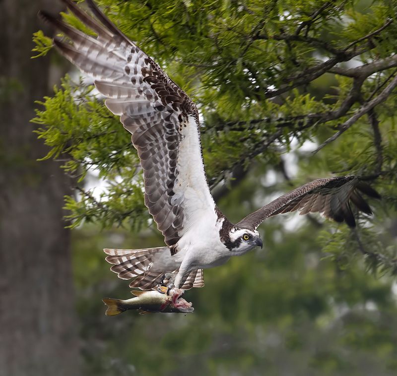 скопа, osprey, florida, флорида, хищные птицы, raptor, wildlife, wild Osprey with Prey - Скопа с добычей фото превью