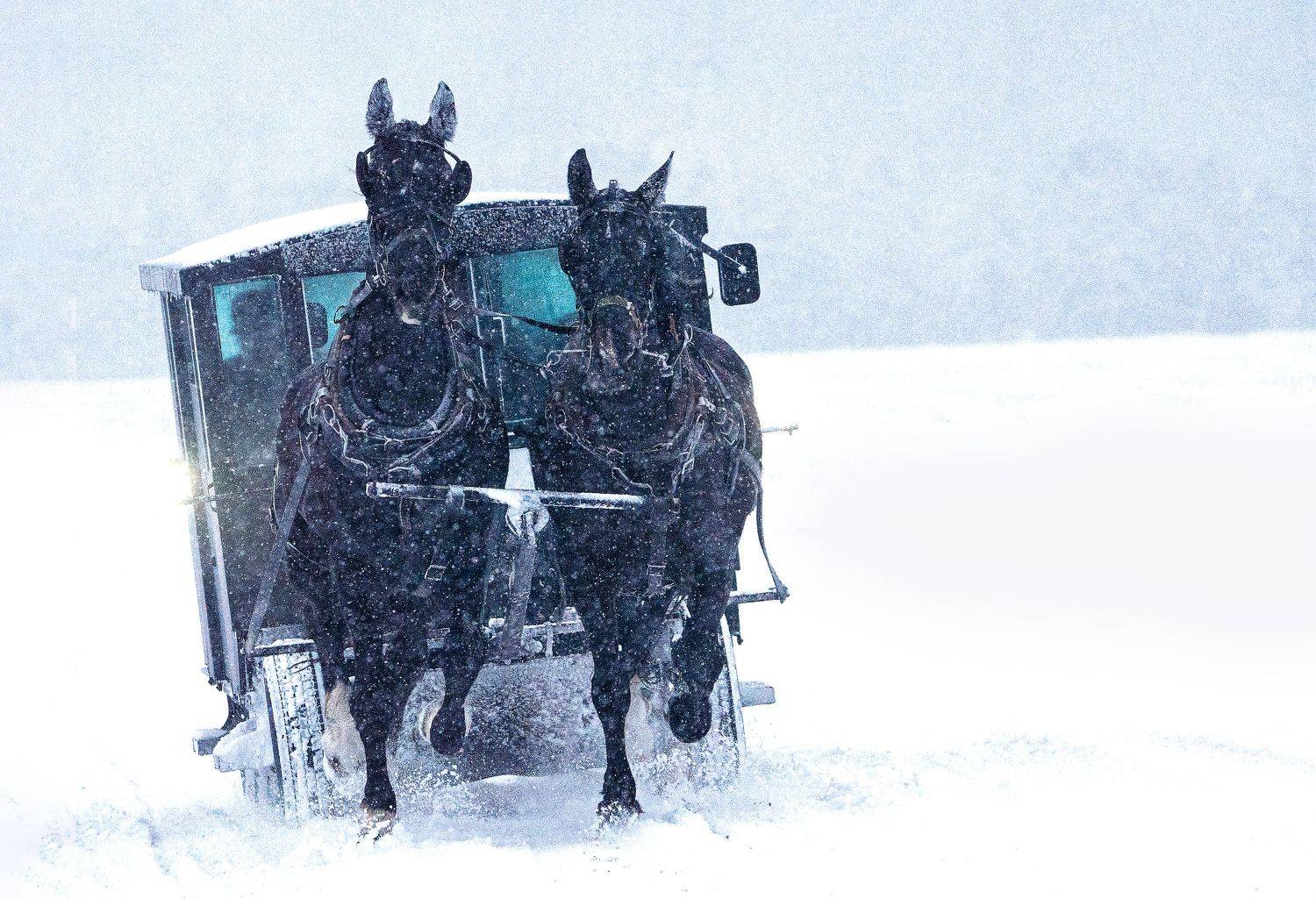 #horses #snow #street #streetphotography #canada #ontario, Raghuvamsh Chavali