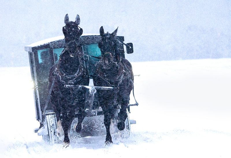 #horses #snow #street #streetphotography #canada #ontario Snow and the Black Horses фото превью