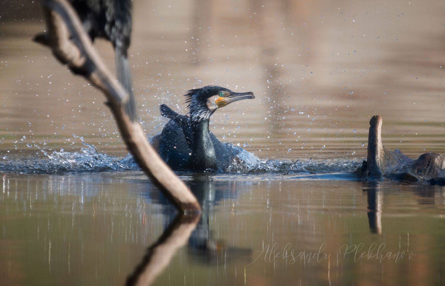 большой , баклан, Александр Плеханов