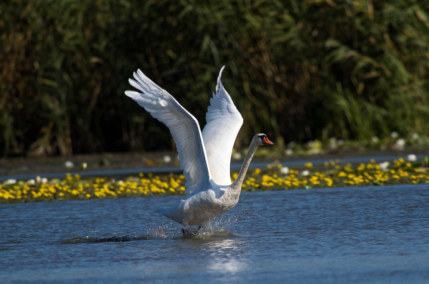 Cygnus olor, Mute swan,volgograd, russia, wildlife, , Сторчилов Павел