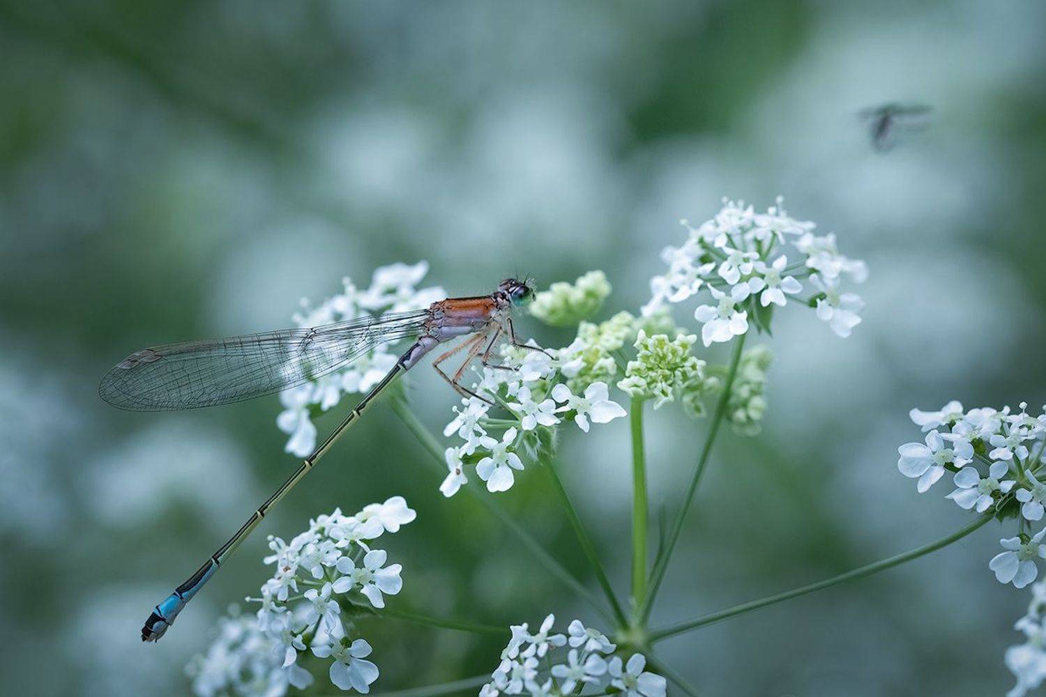 макро, стрекоза, макрофотография, dragonfly, macro, Хилько Марина