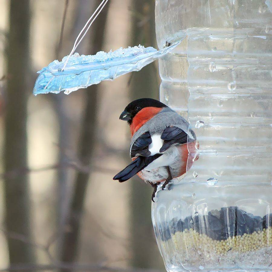 снегирь, КарОл