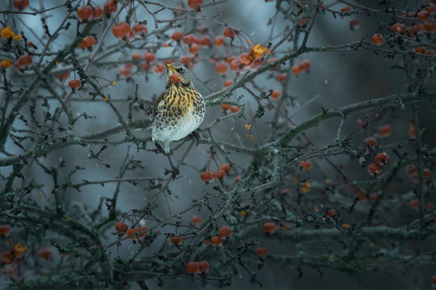 природа, лес, поля, огороды, животные, птицы, макро, Посевич Дмитрий