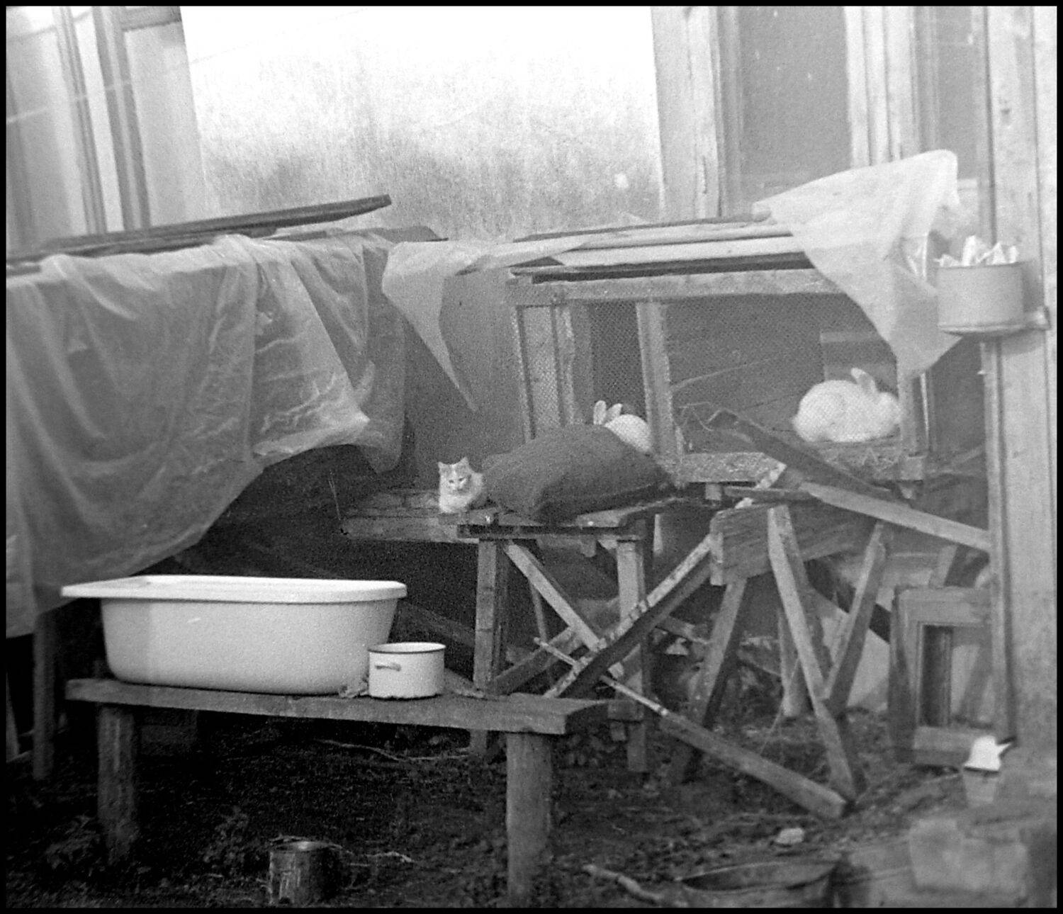 , Меднов Влад