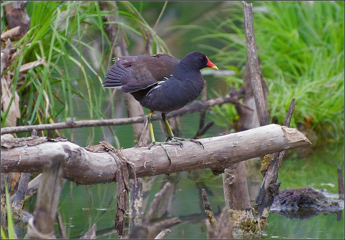 москва, парк, лето, пруд, камышница, АНАТОЛИЙ ДОВЫДЕНКО