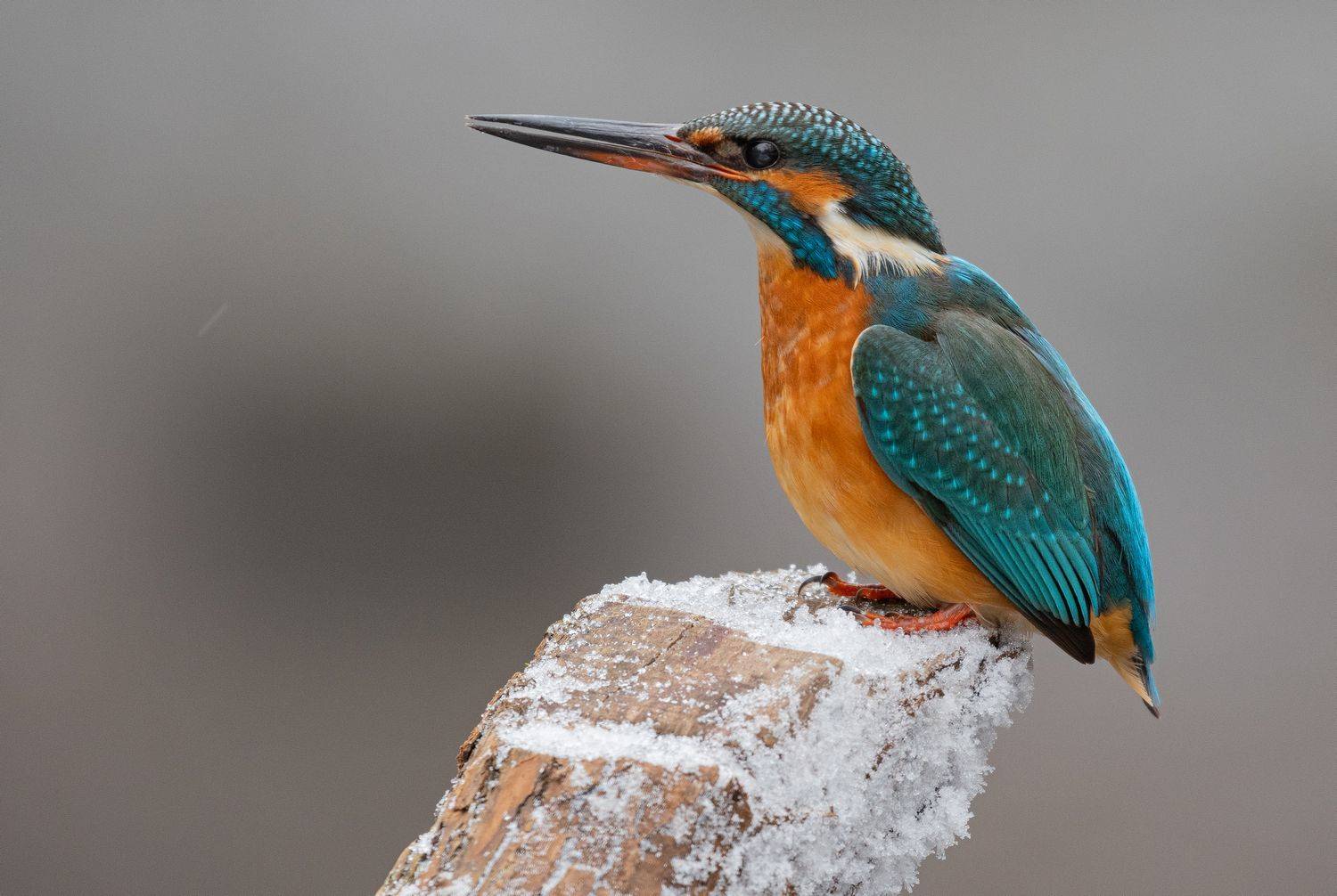 птица зимородок зима, Руслан Сигушин