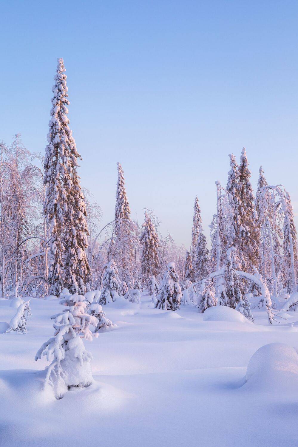 пейзаж, зима, снег, тайга, лес, деревья, landscape, woodland, winter, taiga, snow, рассвет, мороз, утро, коми, sunrise, morning, frozen, komi, Чаланов Иван