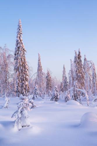 Розовый рассвет