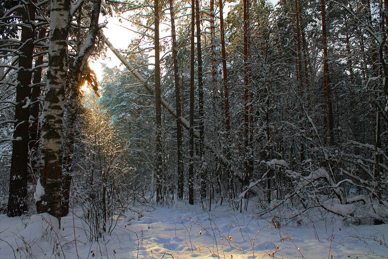 зима, январь, сибирь, россия ... фото превью