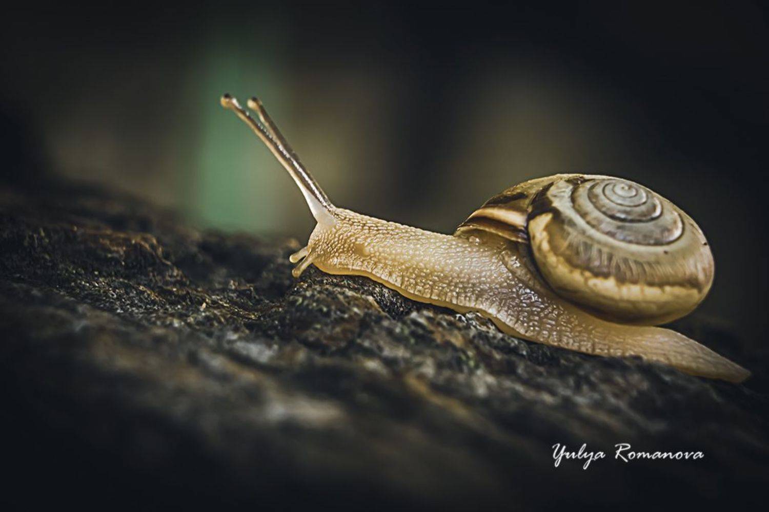 улитка, макро, природа, моллюск, YULYA ROMANOVA