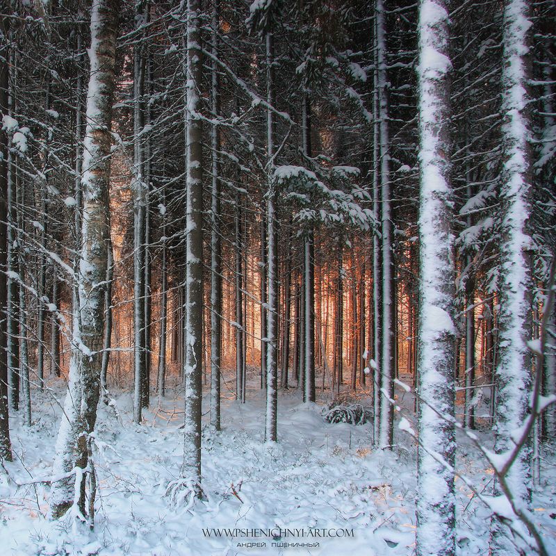 карелия, природа, пейзаж, сосны, лес, зима, закат, солнце, снег Лесная сказка фото превью