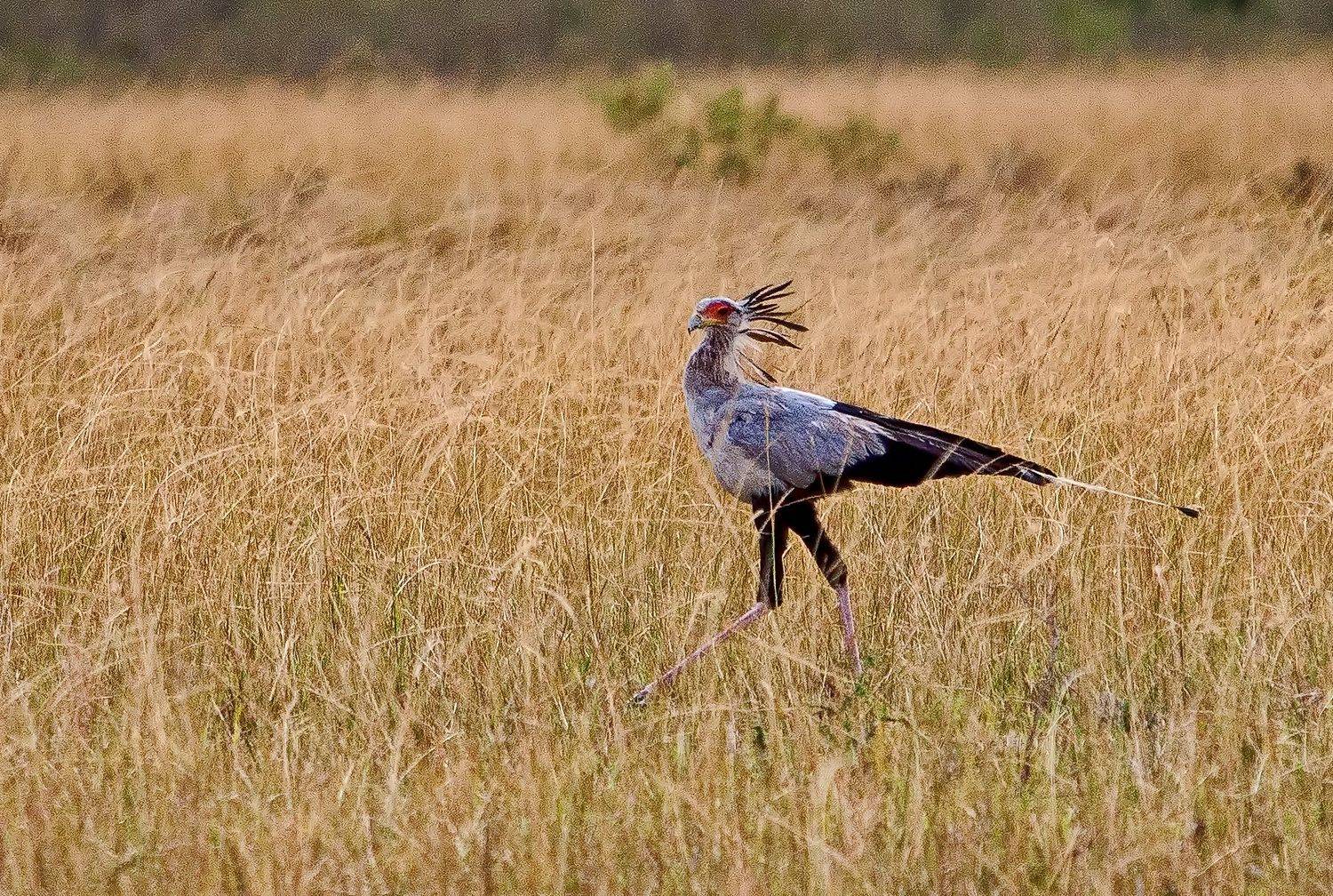 Kenya Secretary, Lilia Tkachenko