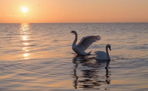 Мой лебединый рассвет.