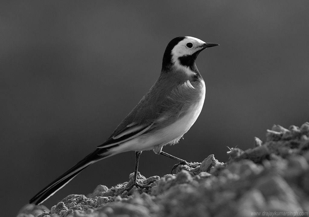 wagtail, Dr Ajay Kumar Singh