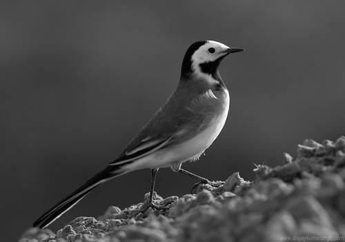 White wagtail