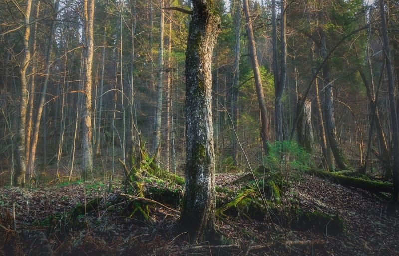 В сумрачном лесу фото превью