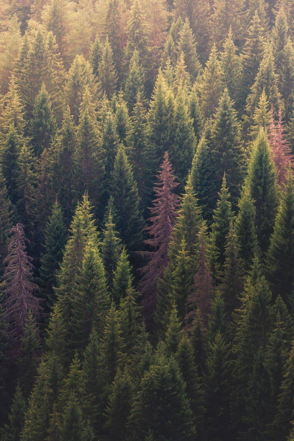 , Котов Андрей