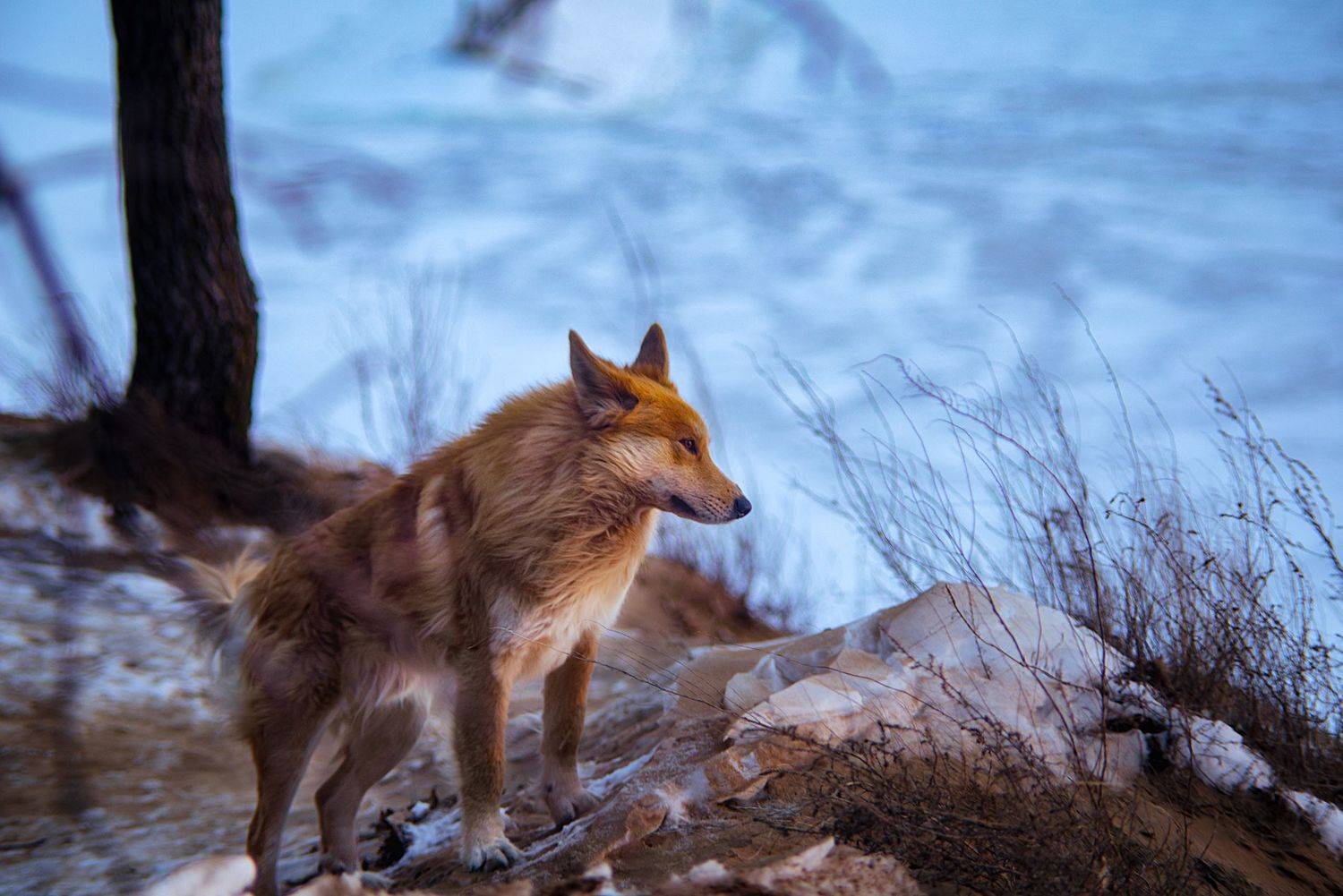 , Дзюба Нелли