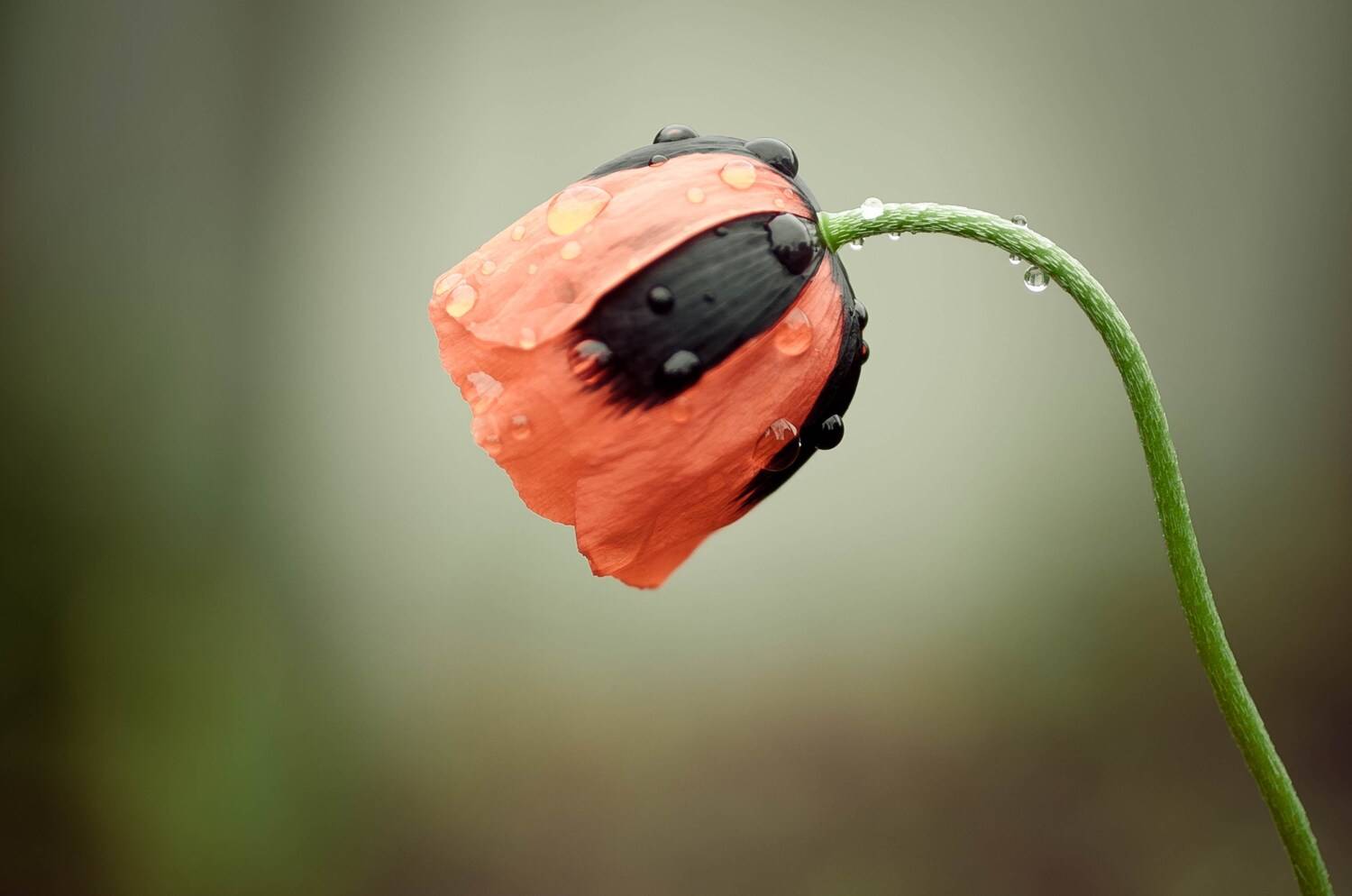 , Алиса Саниева