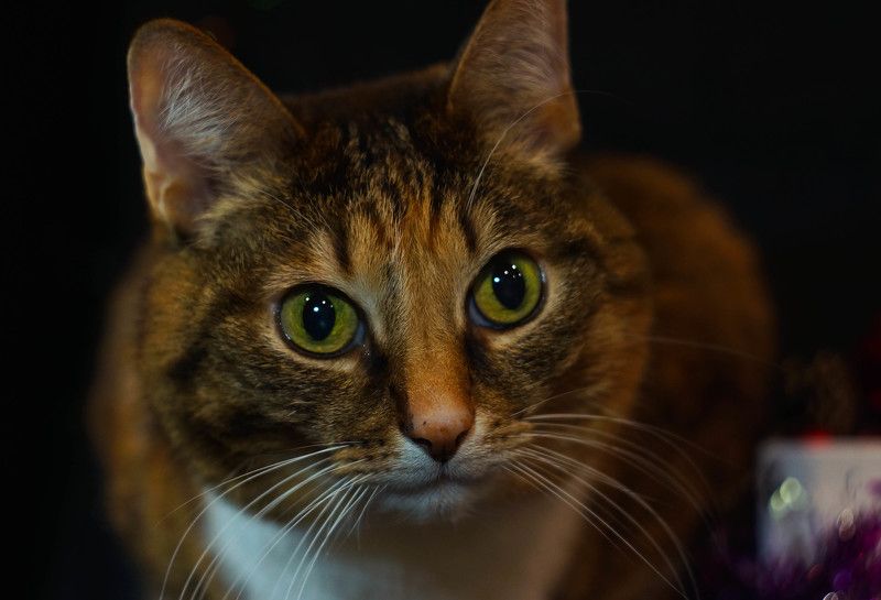 Кисуля) фото превью