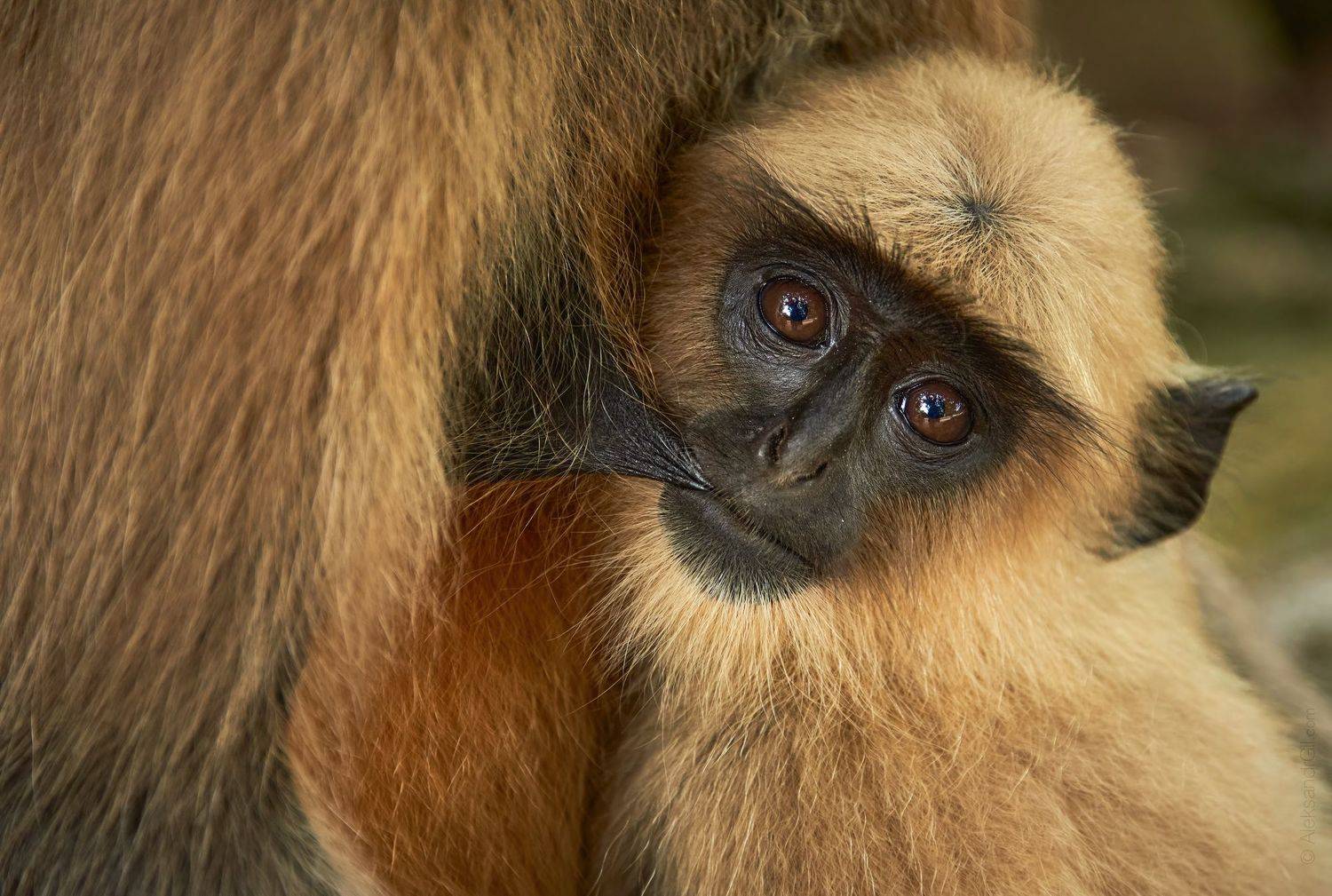 индия, бхубанешвар, одиша, обезьянка, детёныш, мама, Александр Гиль