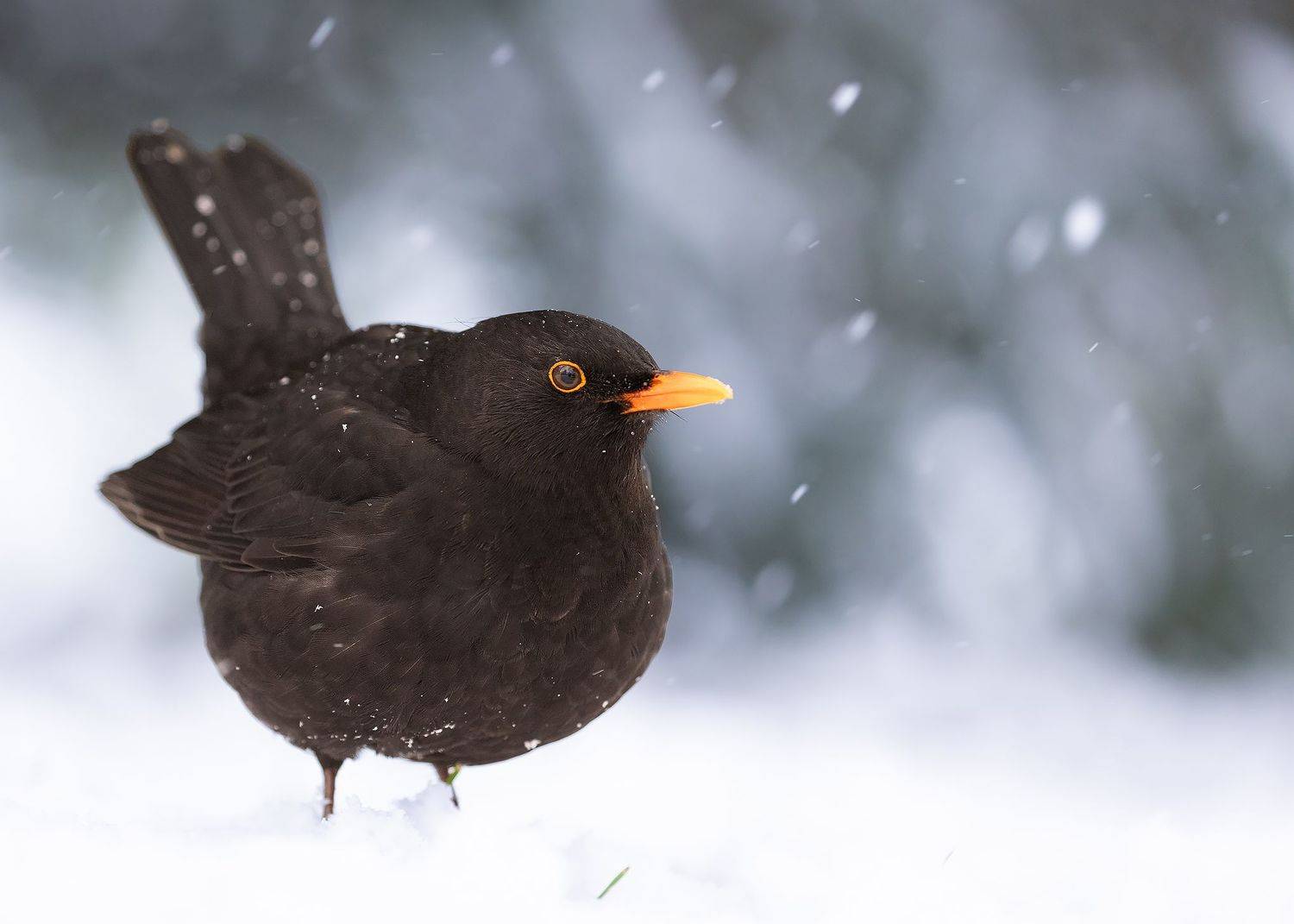 , Robert Adamec