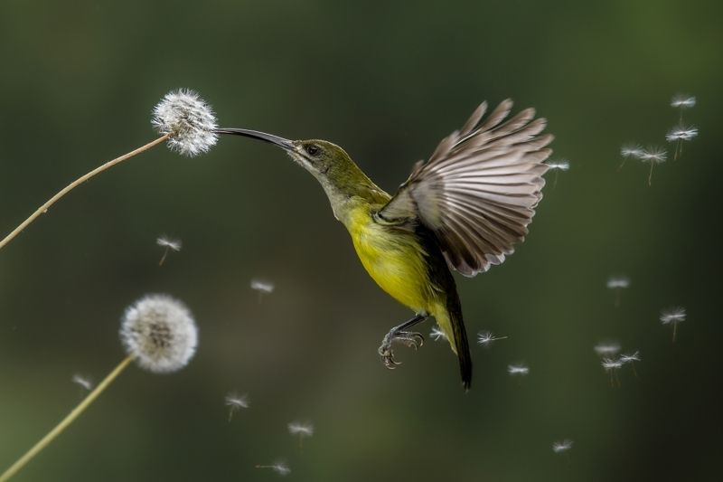 Fly with me фото превью