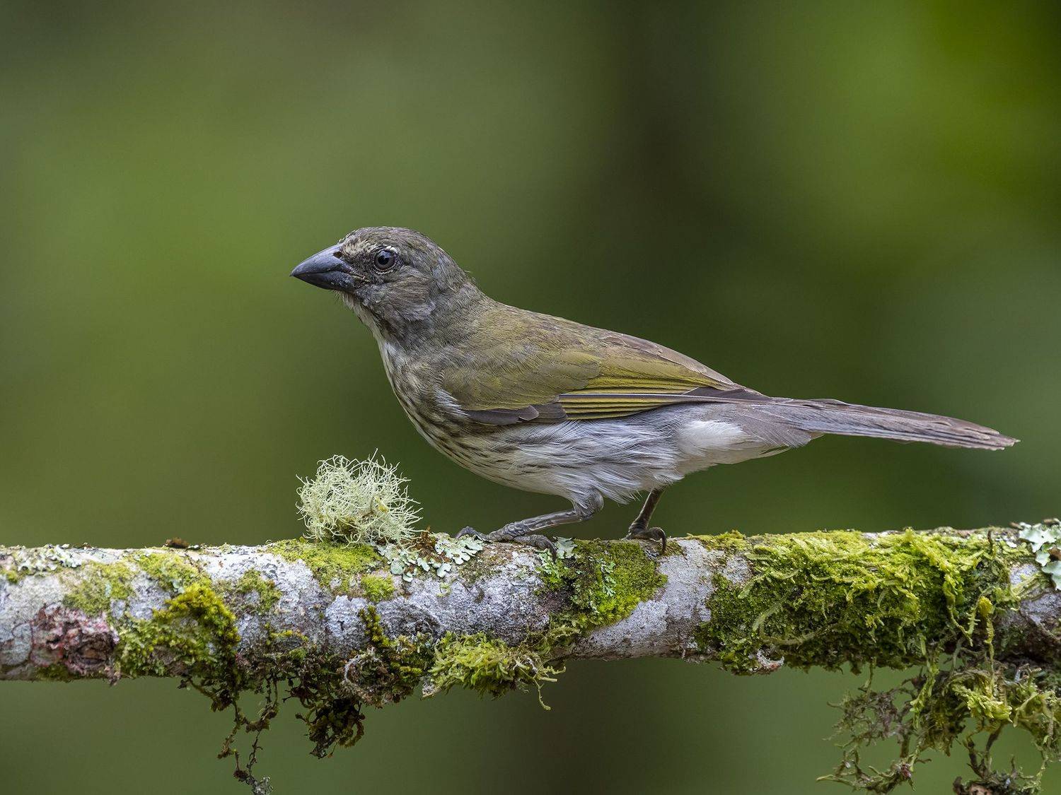 , Burgalin Sequeira Fernando