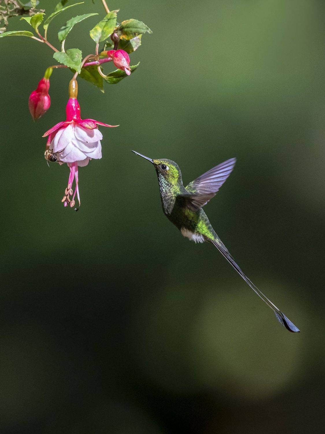 , Burgalin Sequeira Fernando