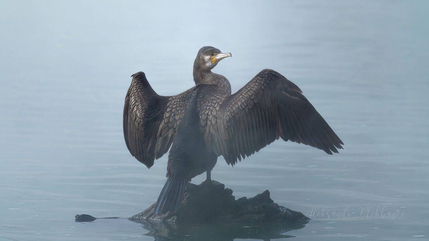 wildlife, Александр Плеханов