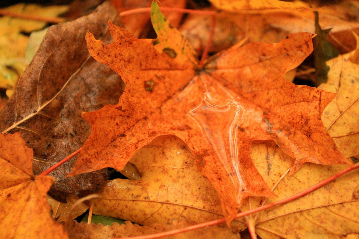 лес осень меланхолия , Юрий