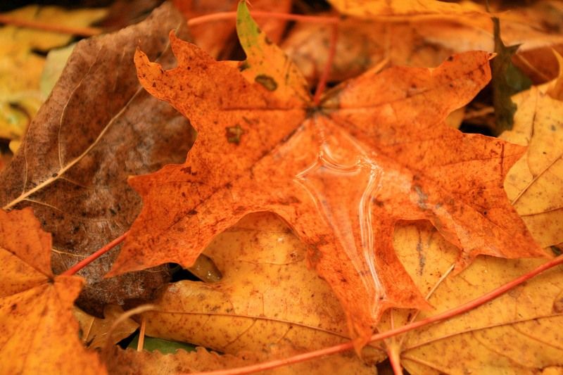 лес осень меланхолия  осенняя меланхолия  фото превью