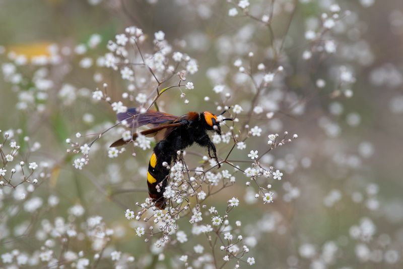 Mammoth wasp фото превью