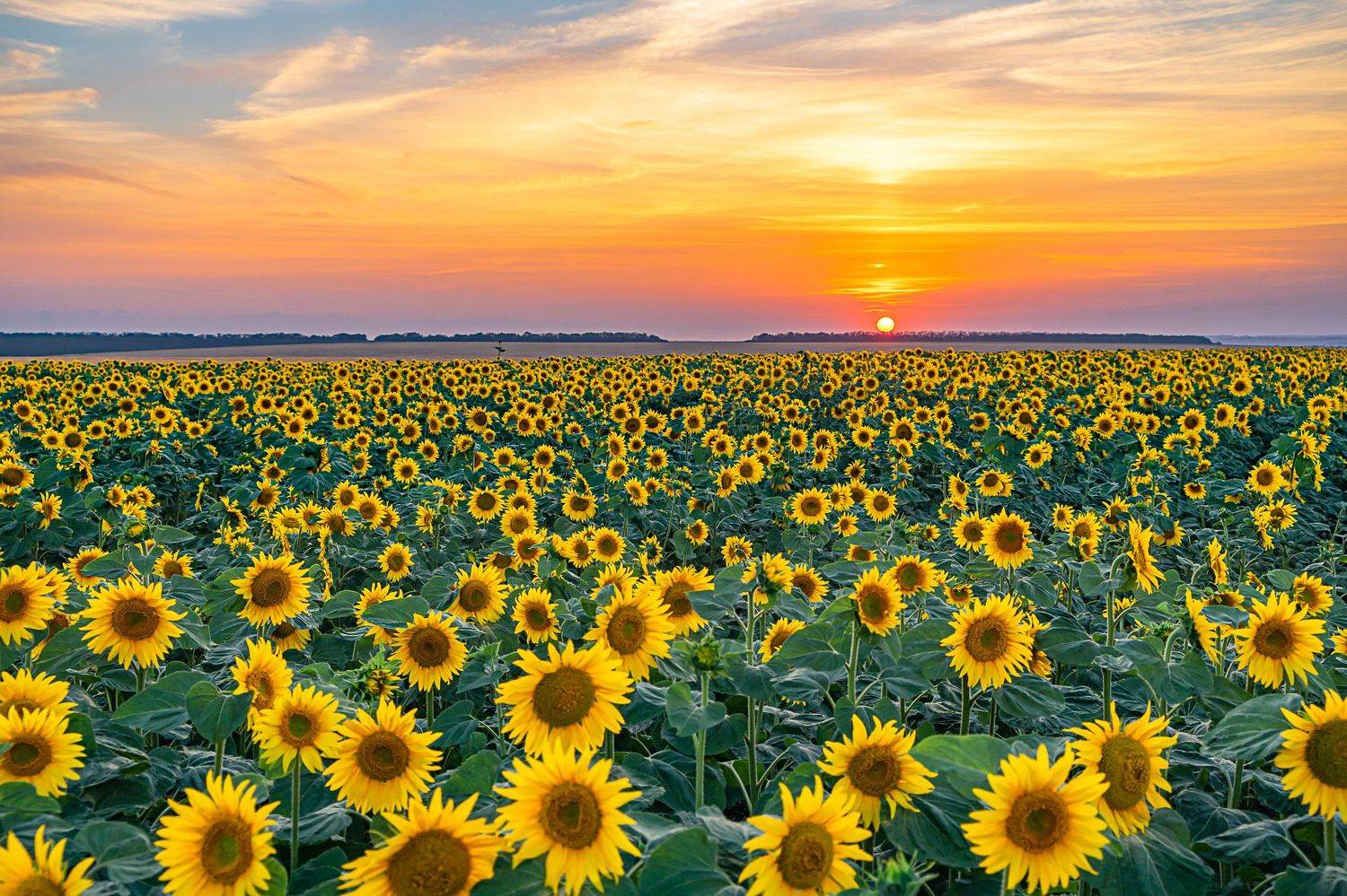 август, закат солнца,, Николай Бологов