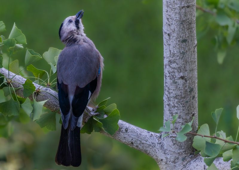 Этюды с сойкой фото превью