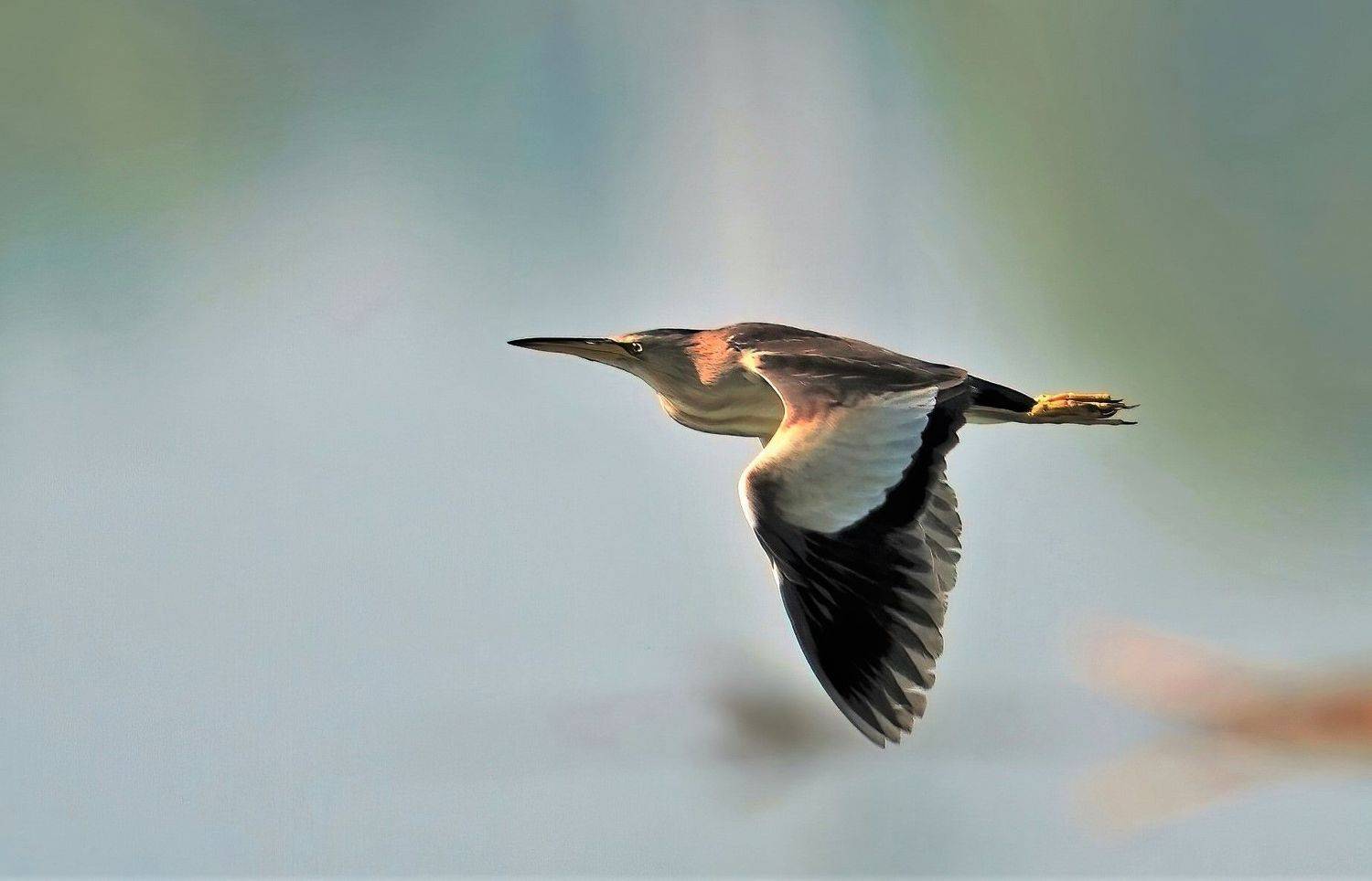 , Красимир Георгиев