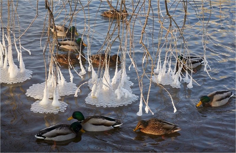 зима, холодно, пруд, утки, ветви, наледь, проделки, Зимы проделки фото превью
