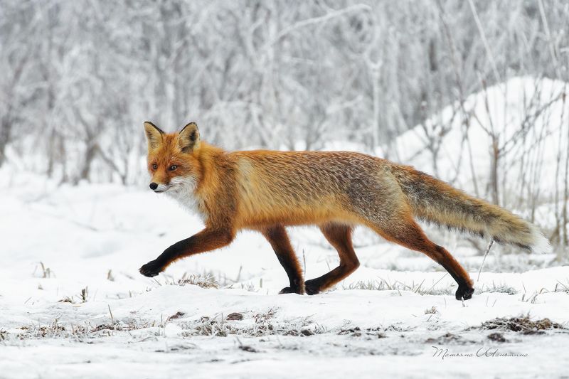 Хитрый лис фото превью