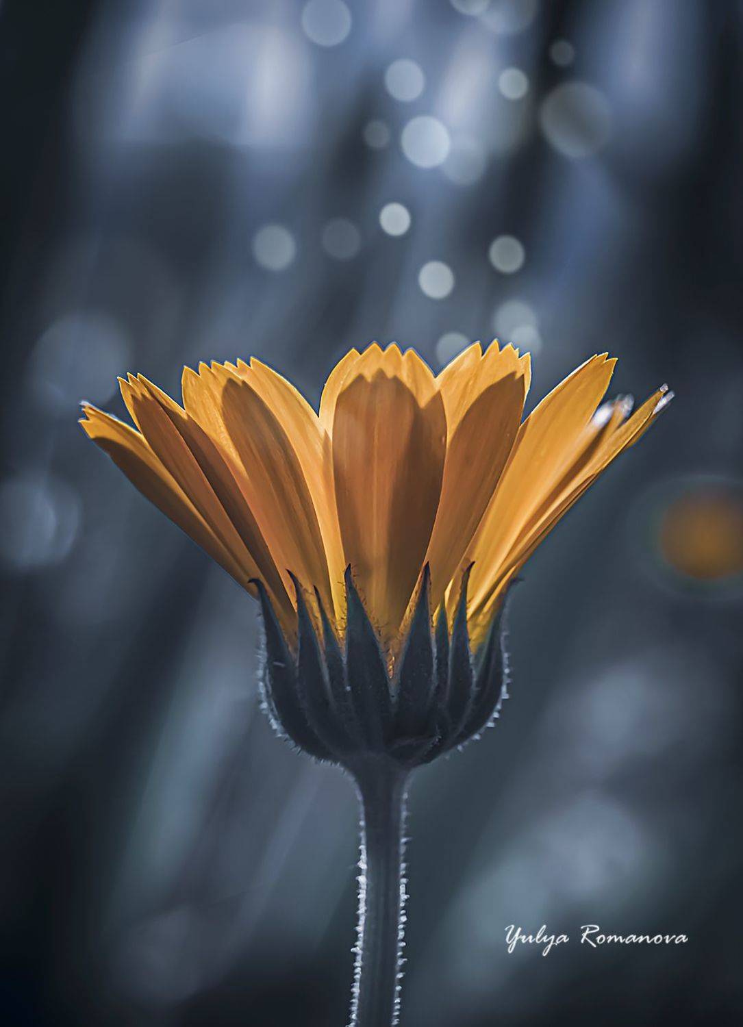 макро, цветок, макро мир, макро природа, YULYA ROMANOVA