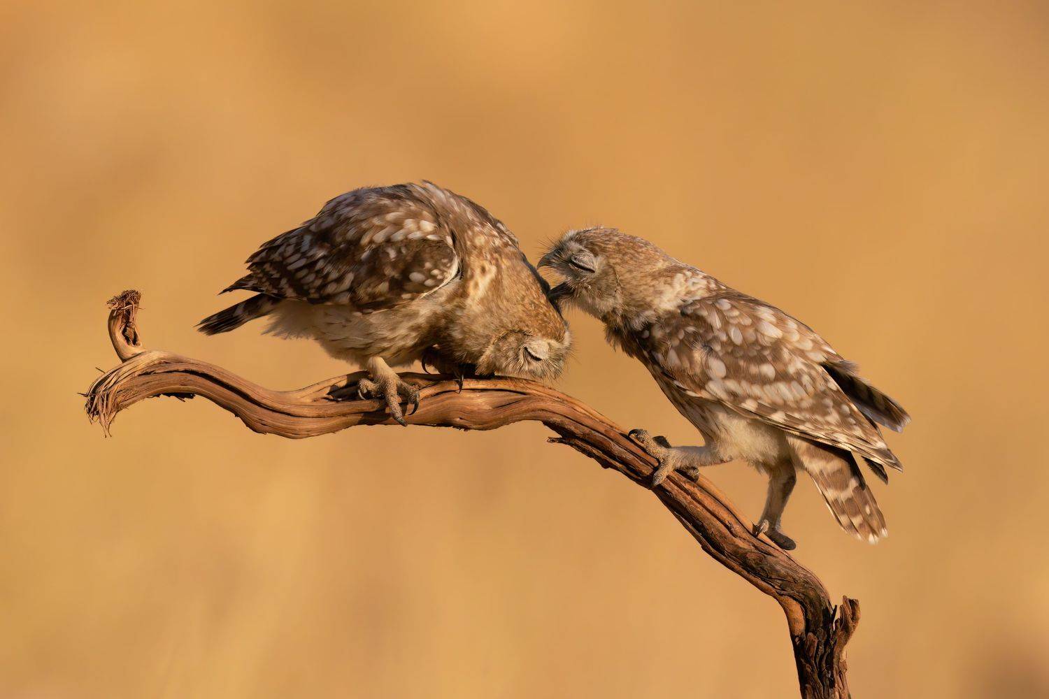 , Фруман Евгений