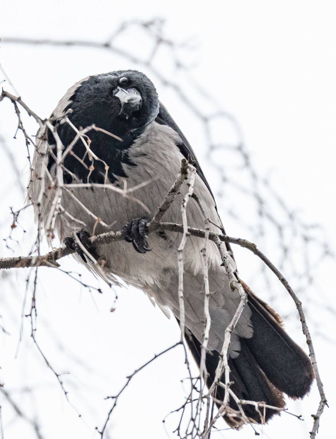 , Курлянцев Алексей