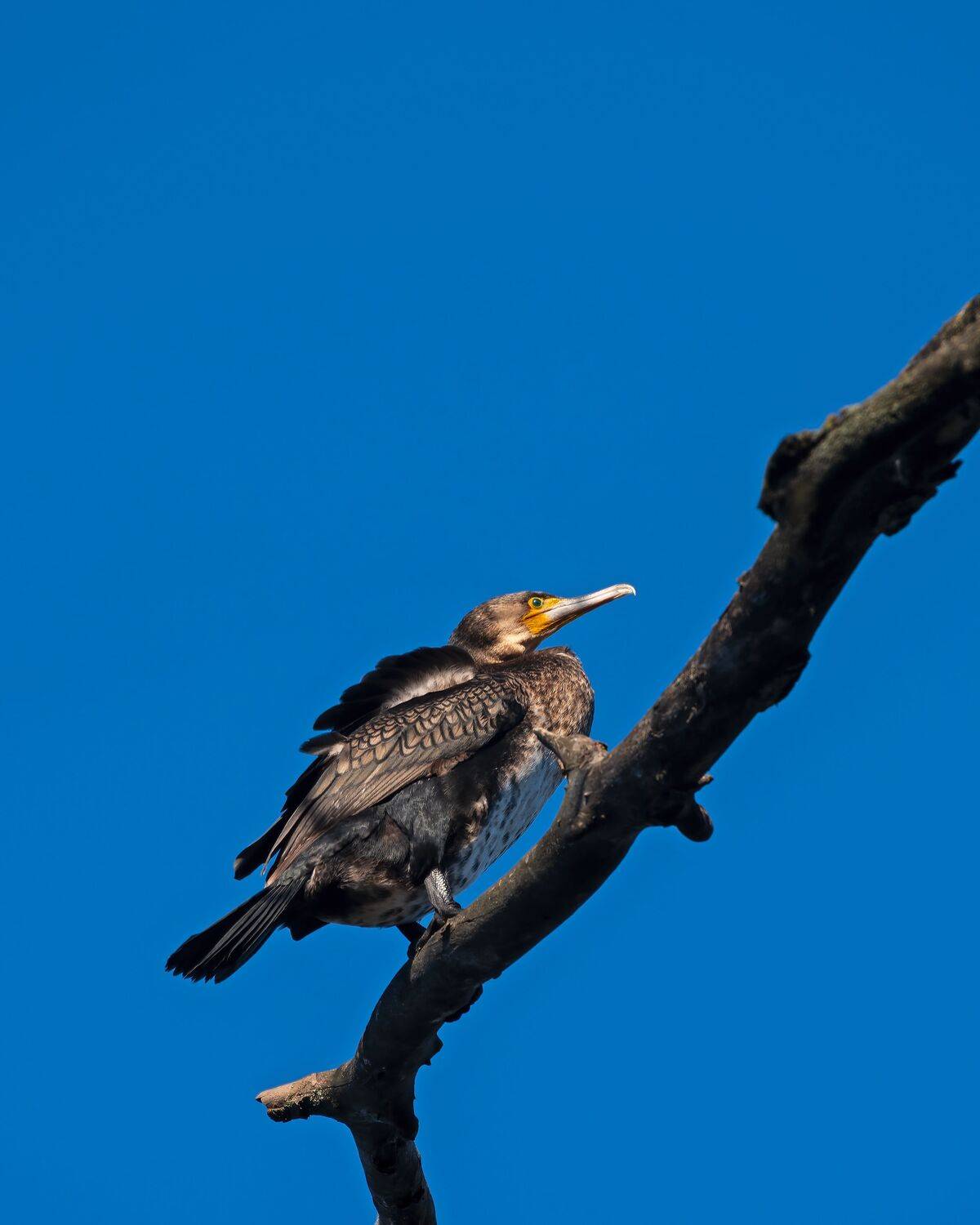 баклан, Алексей Рыльский
