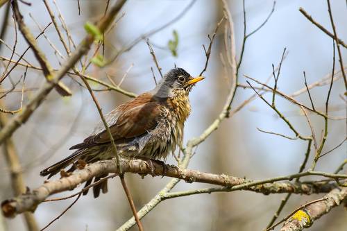 Певчий дрозд (Turdus philomelos).