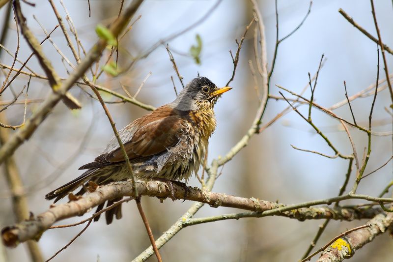Певчий дрозд (Turdus philomelos). фото превью