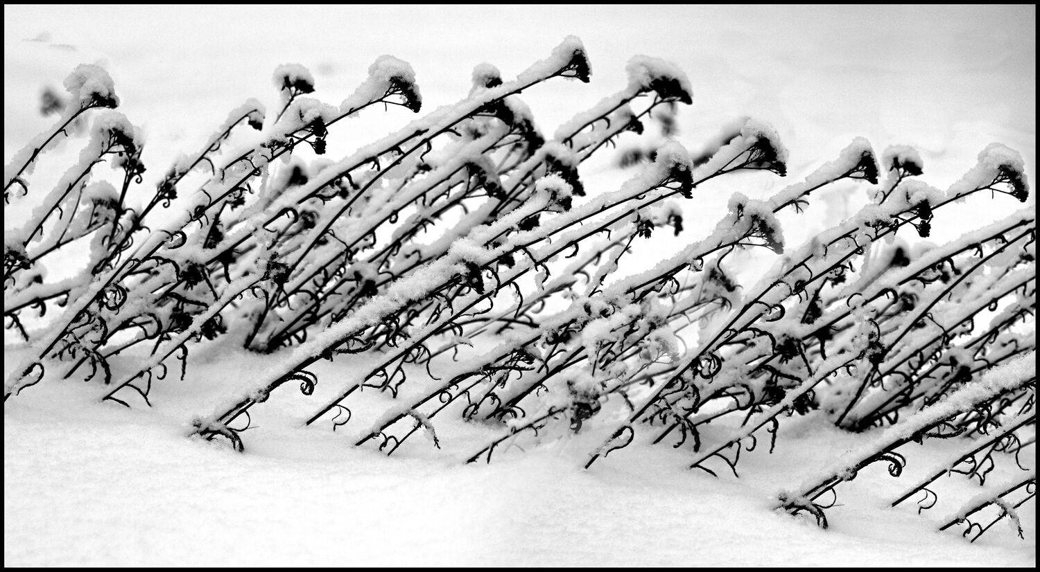 , Меднов Влад