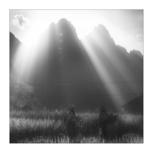 Rice&Icon of Vietnam