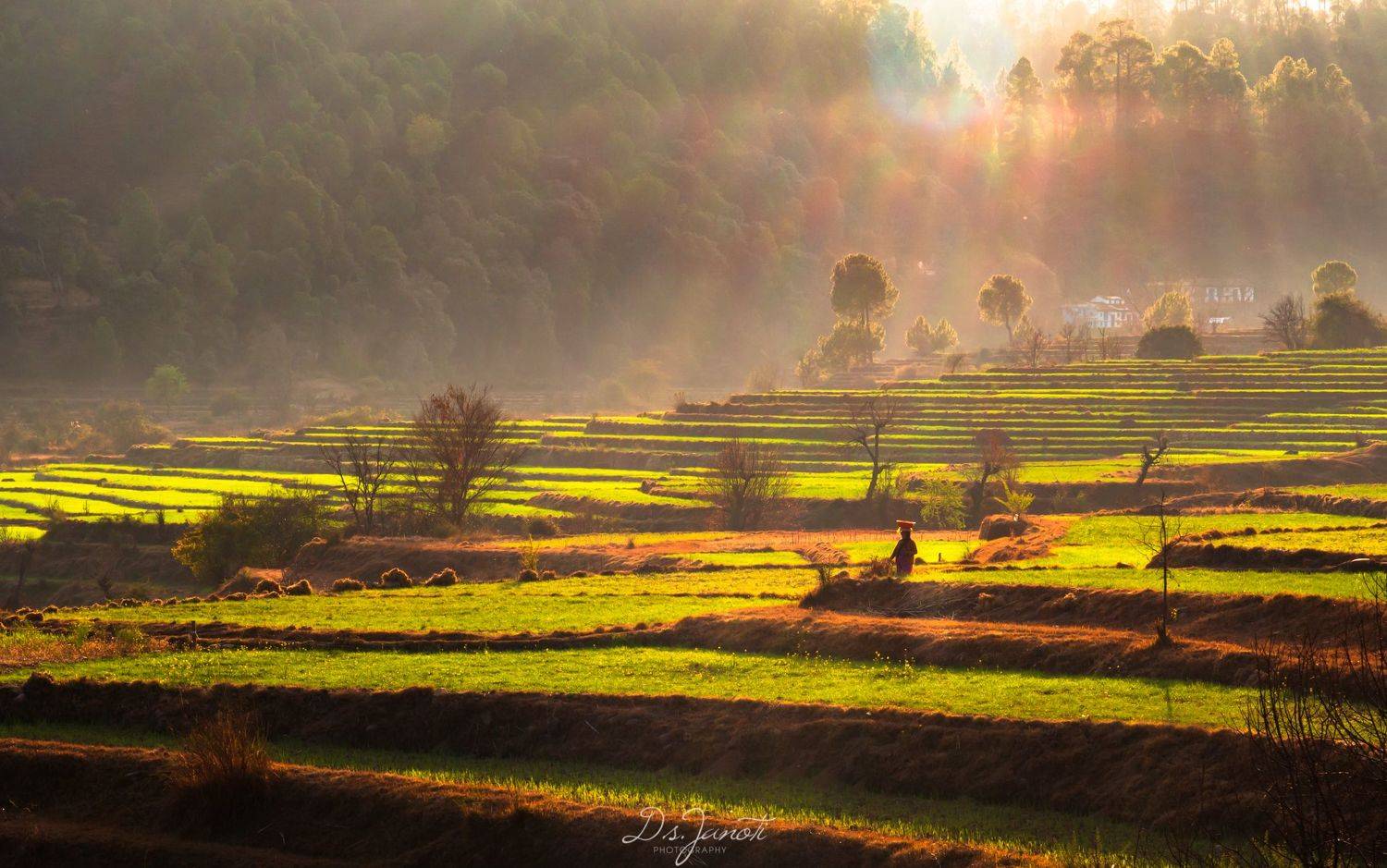#spring #field #lady #village #hardwork #landscape #beauty #green, Digvijay singh Janoti