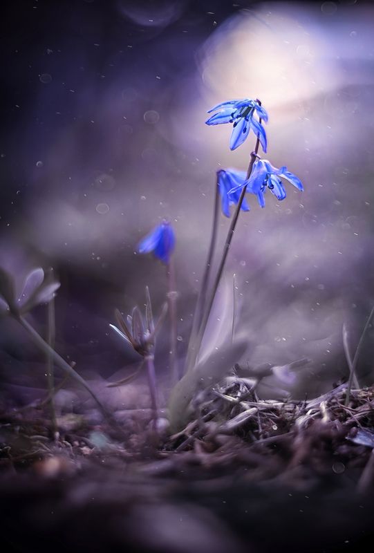 Пролески фото превью